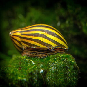 Alternative view of Vittina coromandeliana (zebra nerite snail)