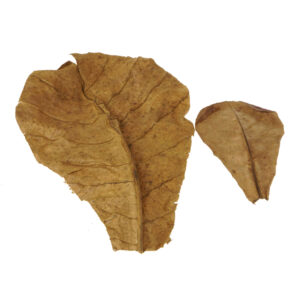 Alternative view of Φύλλα Catappa 5 τμχ