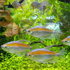 Alternative view of Congo tetra (Phenacogrammus interruptus) L