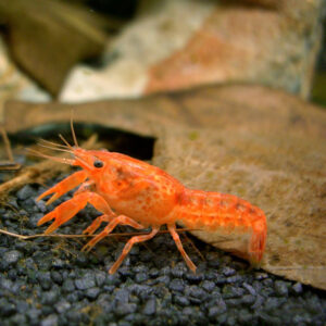 Alternative view of Cambarellus patzcuarensis orange