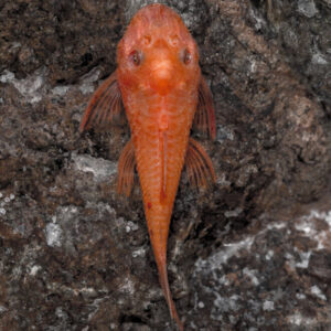 Alternative view of Ancistrus Red