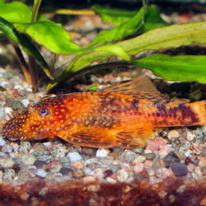 Ancistrus Red