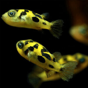 Alternative view of Carinotetraodon travancoricus (Pea puffer)