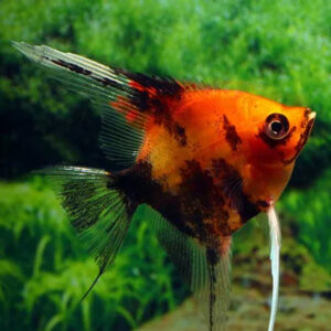 Pterophyllum Scalare red devil 3-4 εκατ.