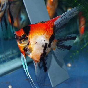 Alternative view of Pterophyllum Scalare red devil 3-4 εκατ.