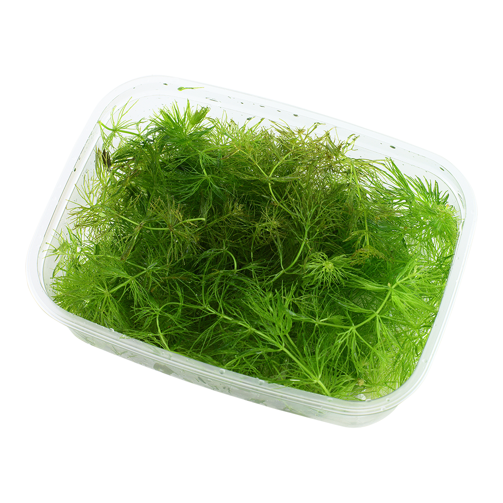 Ceratophyllum / Κερατόφυλο
