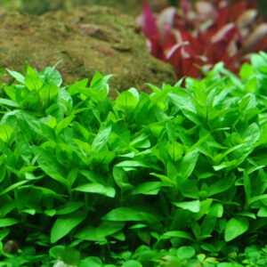 Alternative view of Staurogyne repens