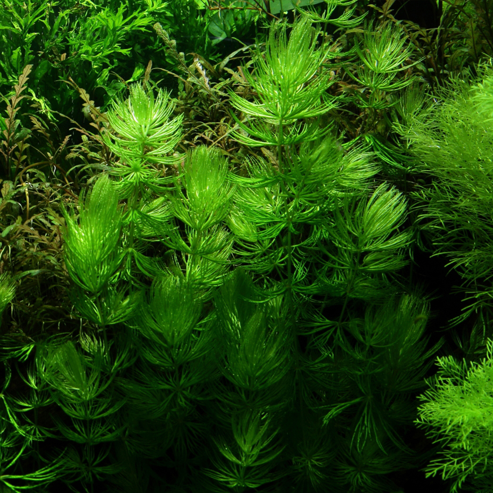 Ceratophyllum / Κερατόφυλο - Image 3