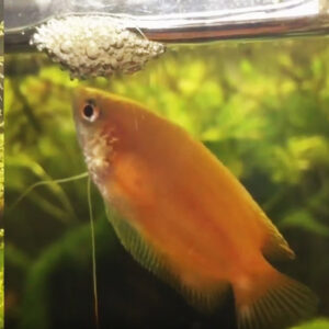 Alternative view of Colisa chuna Honiggurami (Good Quality)