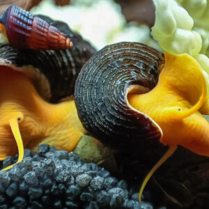 Alternative view of Tylomelania scalariopas snail (Golden Rabbit snail)