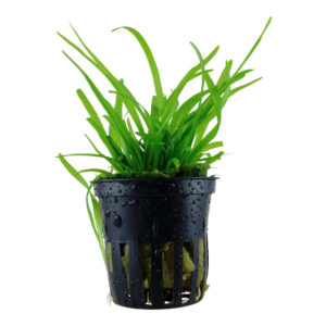 Alternative view of Son grow Sagittaria subulata