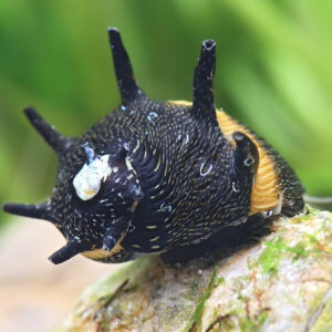 Alternative view of Clithon subgranosa