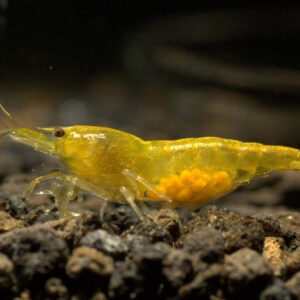 Alternative view of Neocaridina davidi yellow fire