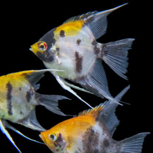 Alternative view of Pterophyllum scalare tricolor 3 εκατ.