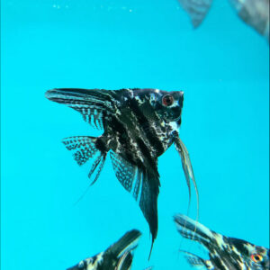 Alternative view of Pterophyllum scalare Σκούρο Marble 3-4 εκατ.