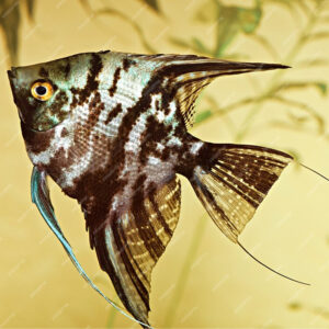 Pterophyllum scalare Σκούρο Marble 3-4 εκατ.