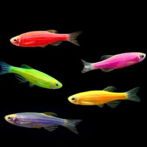 zebra danio διάφορα χρώματα (glow)