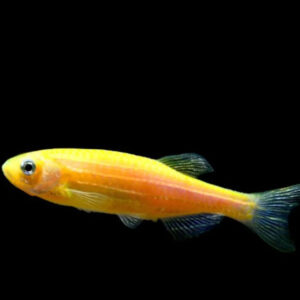 Alternative view of zebra danio διάφορα χρώματα (glow)