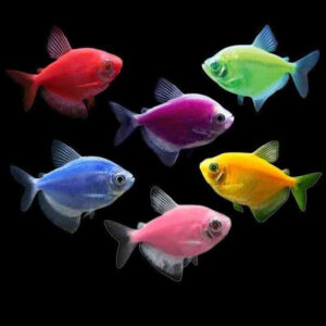 Gymnocorymbus ternetzi διάφορα χρώματα (Χήρα) Glow