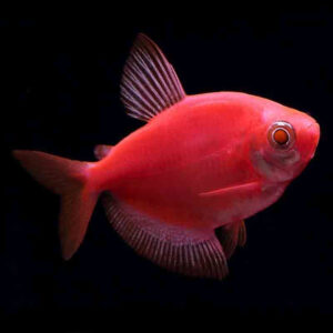 Alternative view of Gymnocorymbus ternetzi διάφορα χρώματα (Χήρα) Glow