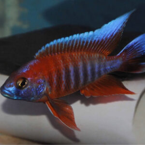 Alternative view of Aulonocara eureca 7 εκατ.