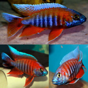 Aulonocara eureca 7 εκατ.