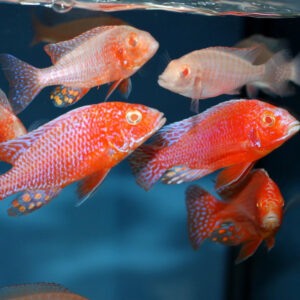 Alternative view of Aulonocara firefish