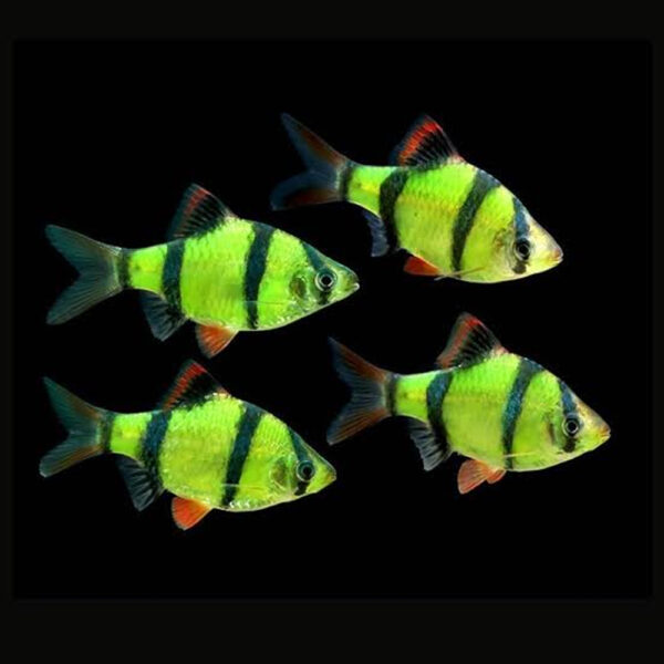 Barbus Tetrazona electric green (glow)