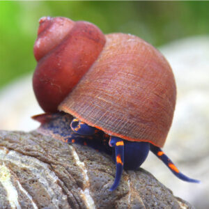 Alternative view of Notopala sp. Blue Berry