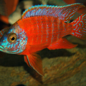 Alternative view of Aulonocara rubin red 10+ εκατ