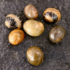 Alternative view of Clithon sp. Fancy mix