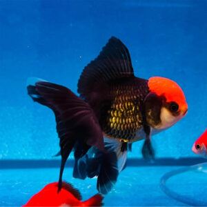 Carassius auratus red/black fancy oranda 10+ εκατ