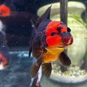 Alternative view of Carassius auratus red/black fancy oranda 10+ εκατ