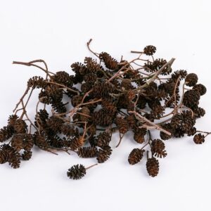 Alternative view of Alder cones