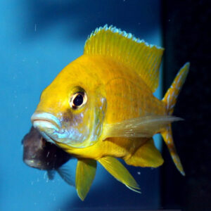 Alternative view of Aulonocara Yellow