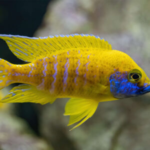 Aulonocara Yellow