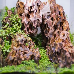 Alternative view of Dragon - Ohko stone