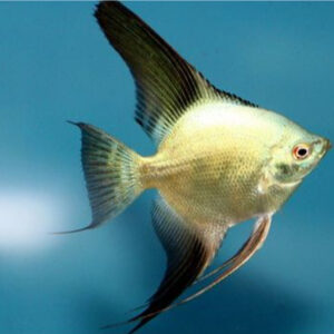 Alternative view of Pterophyllum Scalare Bulgarian Green L