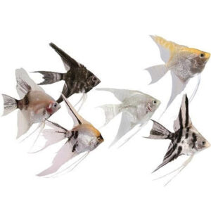 Pterophyllum Scalare mix L