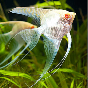 Pterophyllum Scalare Albino S