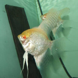 Alternative view of Pterophyllum Scalare Albino S