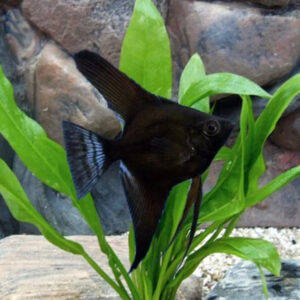 Alternative view of Pterophyllum Scalare Black