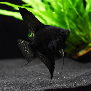 Pterophyllum Scalare Black