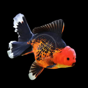 Alternative view of Carassius auratus red/black/white oranda 10+ εκατ