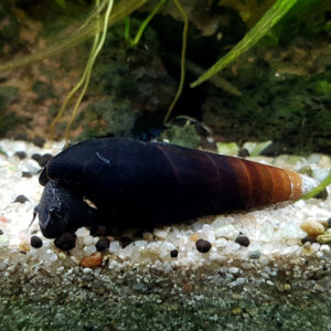 Alternative view of Faunus sp. Cappuccino