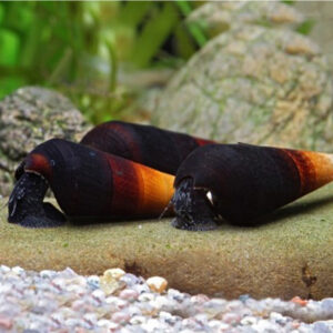 Faunus sp. Cappuccino