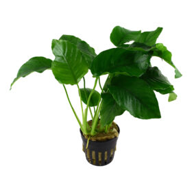 Son Grow Anubias barteri