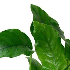 Alternative view of Son Grow Anubias barteri