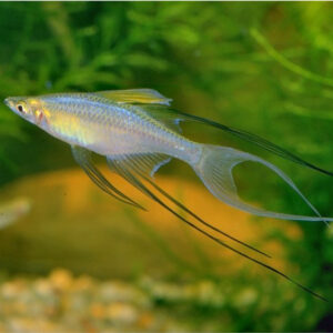 Alternative view of Iratherina werneri (Threadfin Rainbowfish)