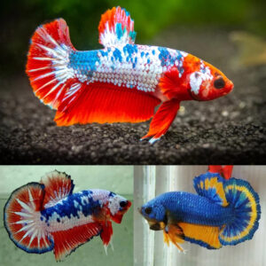 Betta splendens Male plakat